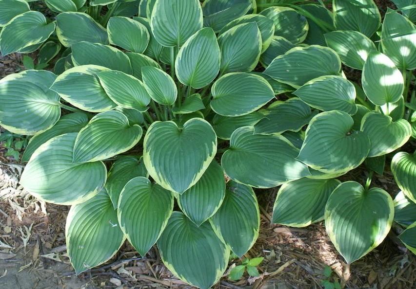Hosta 'Fortunei Aureomarginata' — photo 1