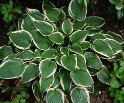 Hosta 'Francee' — photo 1