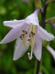 Hosta 'Francee' — photo 2