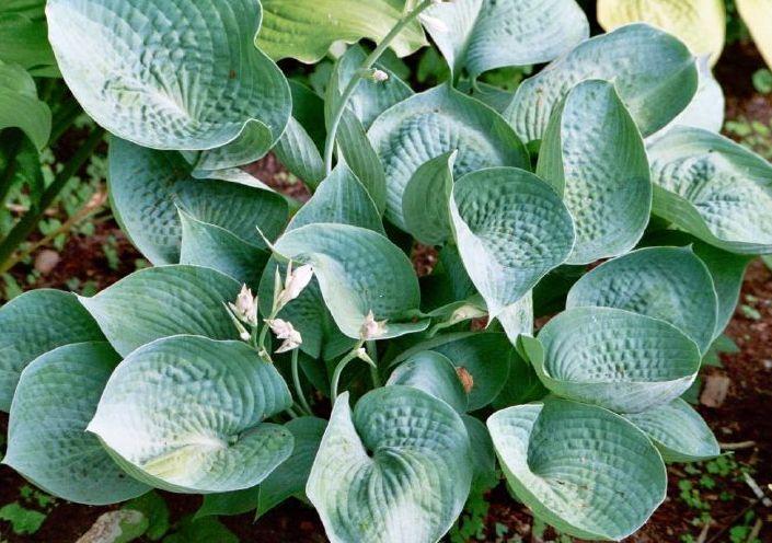 Hosta 'Abiqua Drinking Gourd' — photo 1