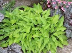 Hosta 'Lemon Lime' — photo 1