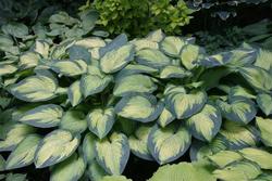 Hosta 'Paul's Glory' — photo 1