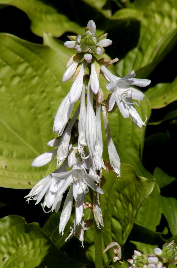 Hosta 'Plantaginea' — photo 1