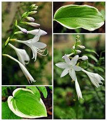 Hosta 'So Sweet' — photo 1