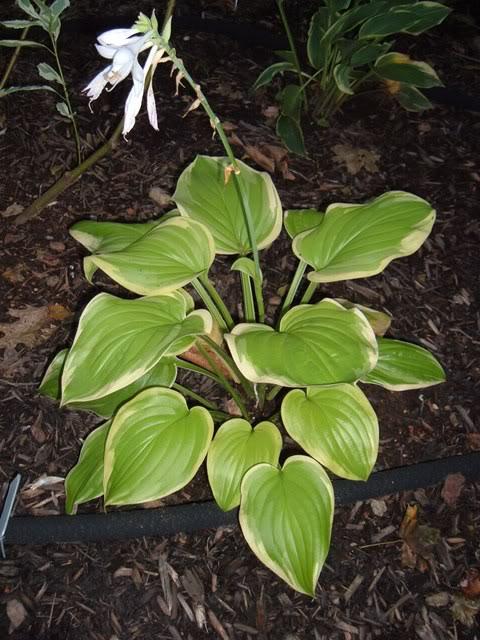 Hosta 'Xanadu' — photo 1