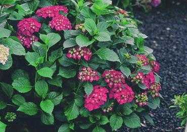 Hydrangea Mac. Glowing Ember — photo 1