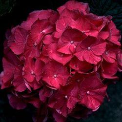 Hydrangea Mac. Glowing Ember — photo 2