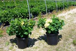 Hydrangea macrophylla 'Blushing Bride' — photo 1
