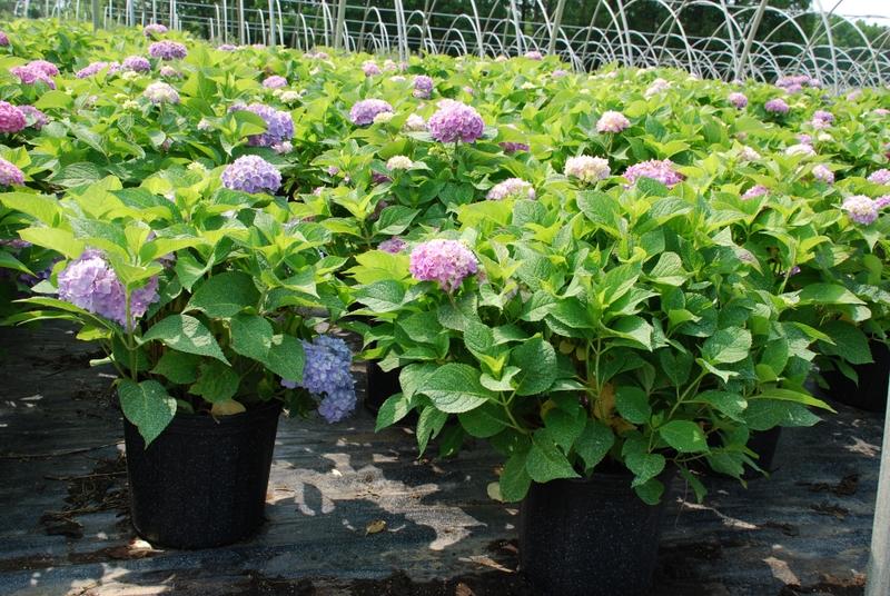 Hydrangea macrophylla 'Endless Summer' — photo 1