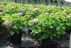 Hydrangea macrophylla 'Endless Summer' — photo 1