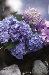 Hydrangea macrophylla 'Endless Summer' — photo 2