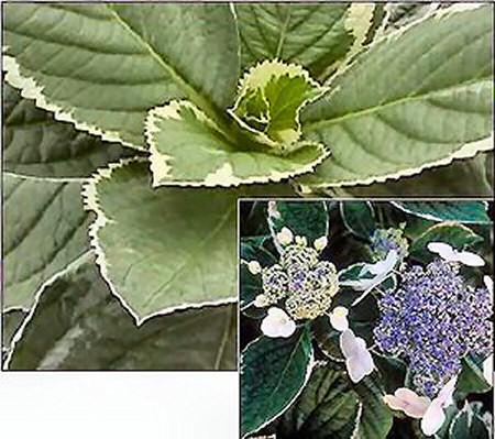 Hydrangea macrophylla 'Bailday' — photo 1