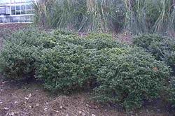 Ilex crenata Green Luster — photo 1