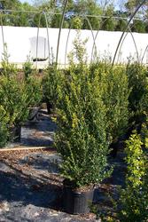 Ilex crenata 'Steeds' — photo 1