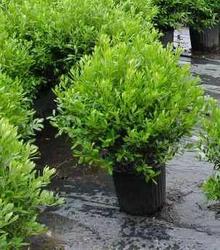 Ilex glabra 'Shamrock' — photo 1
