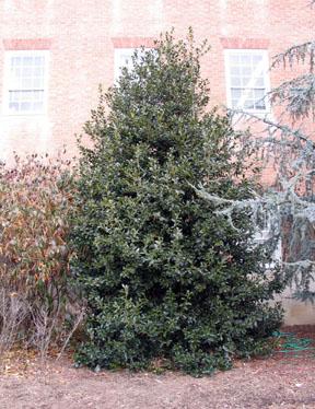 Ilex meserveae Blue Angel