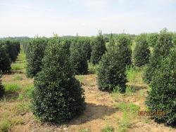 Ilex Nellie Stevens — photo 1
