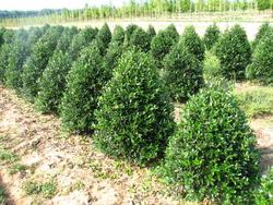 Ilex Nellie Stevens — photo 2