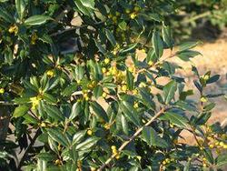 Ilex opaca Longwood Gold — photo 1