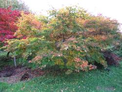 Acer palmatum 'Kihachijo' — photo 1