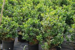 Ilex x meserveae 'Mesid'(BLUE MAID) — photo 1