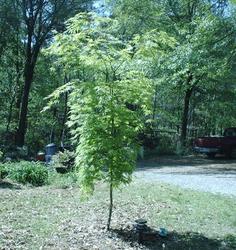 Acer palmatum 'Omure yama' — photo 1