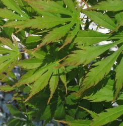 Acer palmatum 'Omure yama' — photo 2