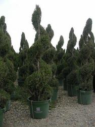 Juniperus chinensis 'Spartan' — photo 1