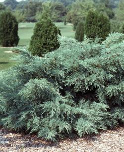 Juniperus x pfitzeriana 'Pfitzeriana Glauca'