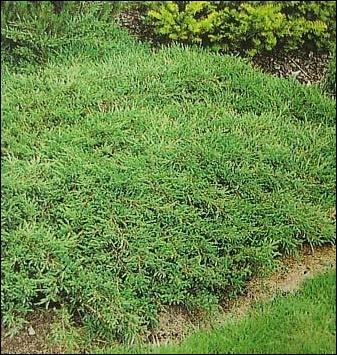 Juniperus communis Repanda — photo 1