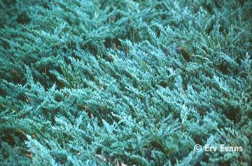 Juniperus horizontalis 'Bar Harbor'