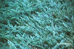 Juniperus horizontalis 'Bar Harbor' — photo 1