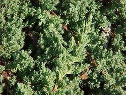 Juniperus procumbens 'Green Mound' — photo 1