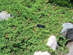 Juniperus procumbens 'Green Mound' — photo 2