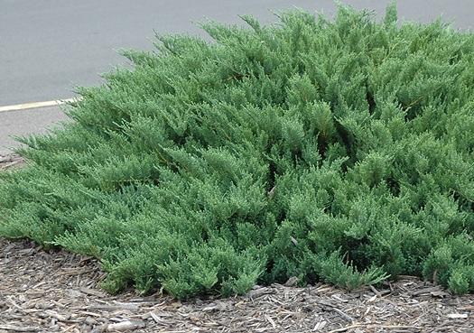 Juniperus sabina 'Tamariscifolia' — photo 1