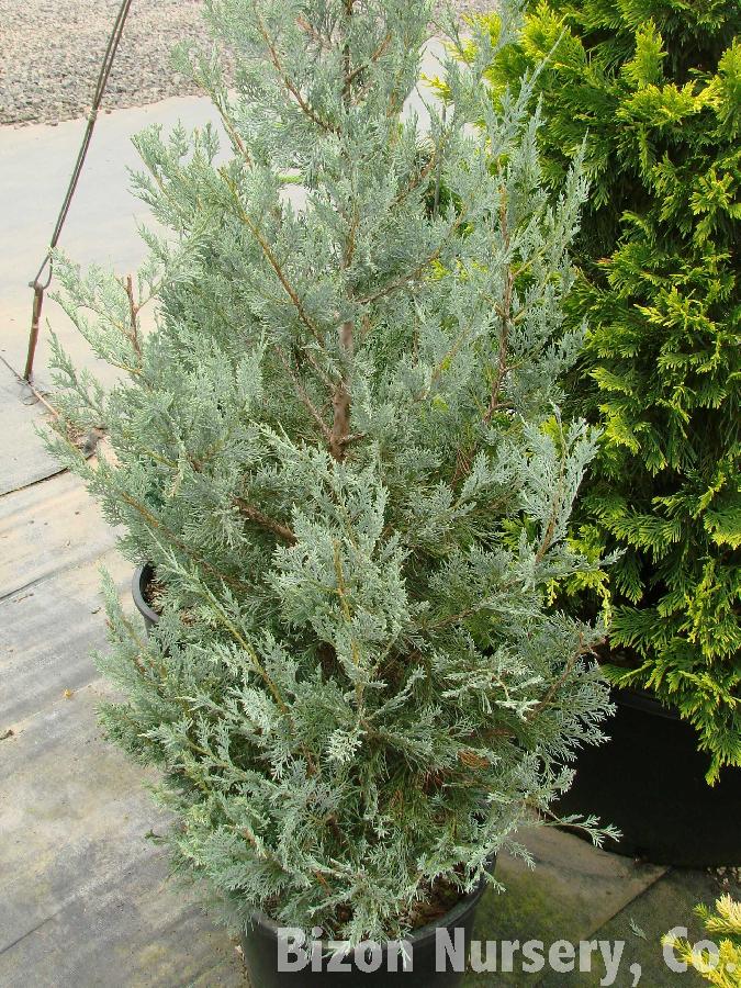 Juniperus scopulorum 'Wichita Blue'
