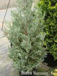 Juniperus scopulorum 'Wichita Blue' — photo 1