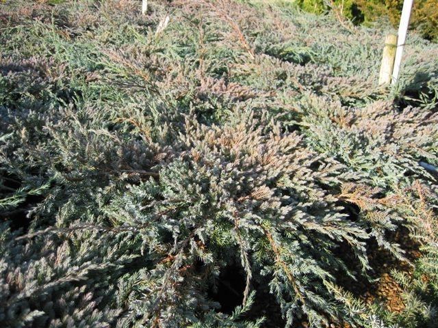 Juniperus squamata 'Blue Carpet'