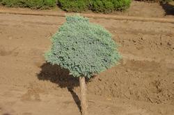 Juniperus squamata 'Blue Star' — photo 1