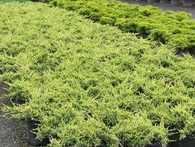 Juniperus squamata 'Holger'