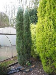 Juniperus virginiana Blue Arrow — photo 1