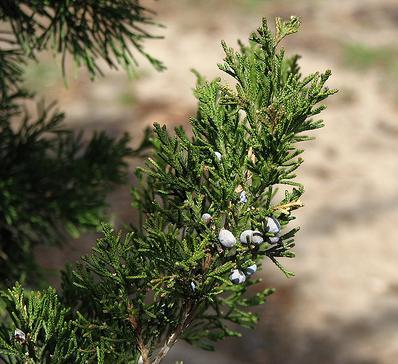 Juniperus virginiana 'Canaertii'