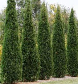 Juniperus virginiana 'Taylor'