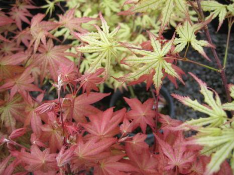 Acer palmatum 'Peaches and Cream' — photo 1
