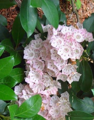 Kalmia latifolia Ostbo Red