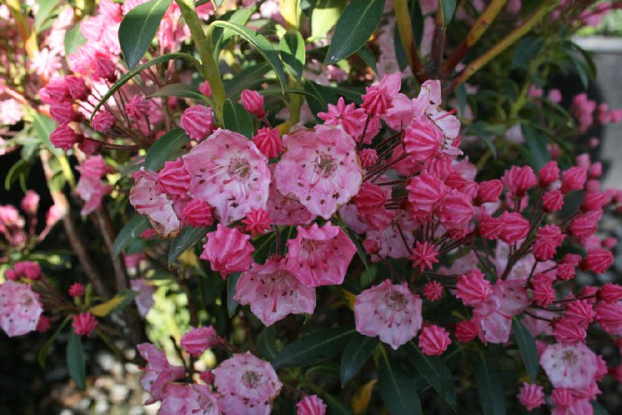 Kalmia latifolia Tiddlywinks