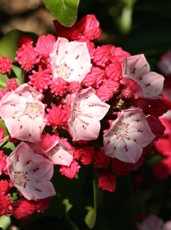 Kalmia Nathan Hale