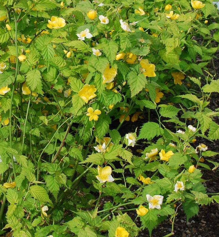 Kerria japonica