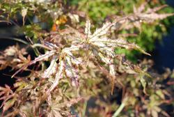 Acer palmatum 'Peaches and Cream' — photo 2
