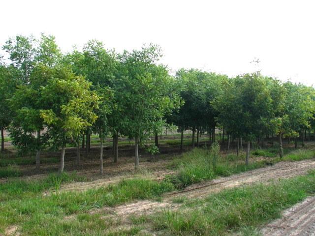 Koelreuteria paniculata